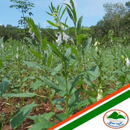 โรงงานน้ำมันสกัดเย็น OEM โรงงานผลิตน้ำมันมะพร้าว โรงงานน้ำมันสกัดเย็น OEM โรงงานผลิตน้ำมันมะพร้าว